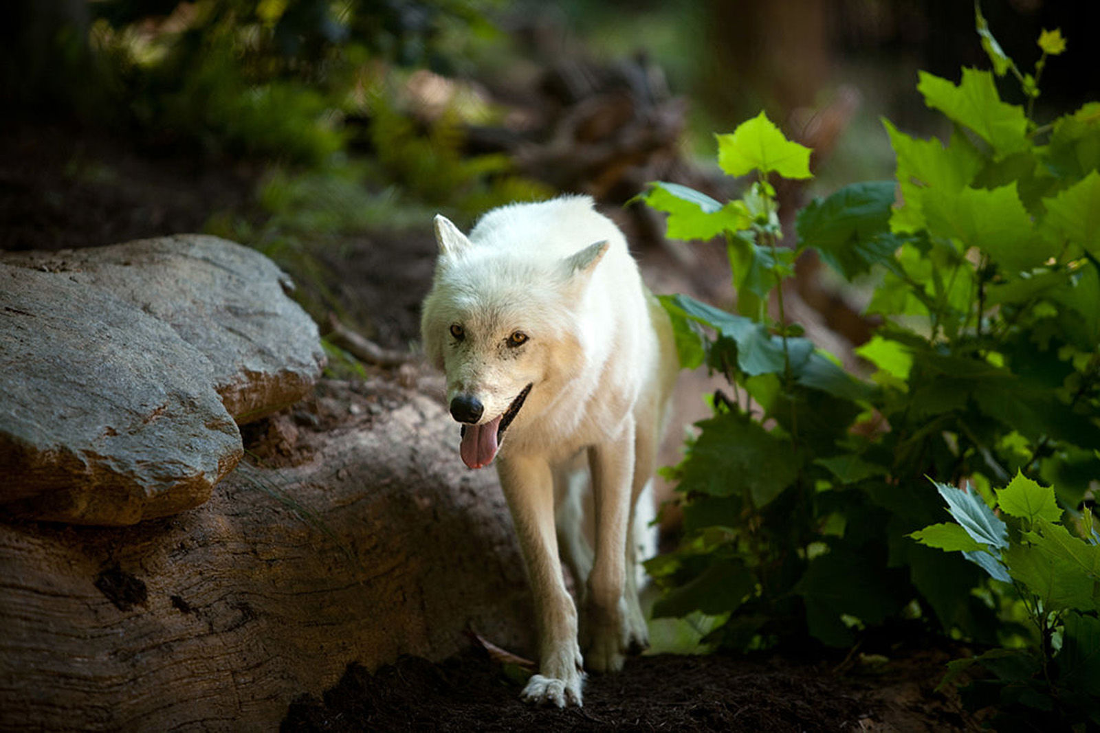3. Gray Wolf